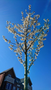 Blomstrende kirsebærtræ i Bredgade i Langå 20.4.2019